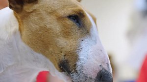 Beautiful dog Izzy has swallowed rat bait and Dr Alex has to act quickly to try and save her before it's too late! In partnership with Budget Direct | Bondi Vet