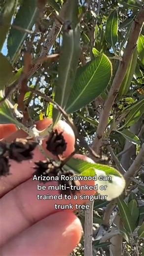 2.2K views · 25 reactions | Low water, green leaves and desert resilience — say hello to #vauqueliniacalifornica #nerdtalk | Meteorologist Brad Montgomery | Facebook