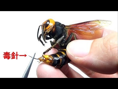 What happens if you remove the stinger from a live Asian giant hornet?