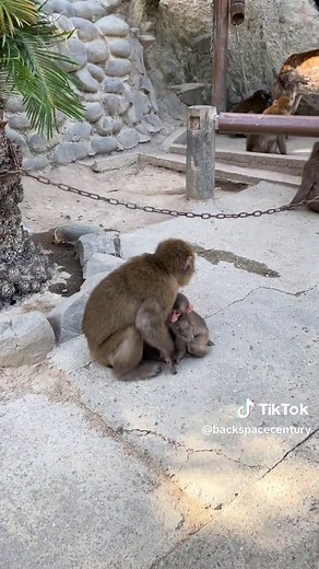 淡路島のモンキーセンター観光ガイド