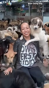 🔥⚡ Nể phục chị gái xinh đẹp...Cưu mang hơn 800 chú chó hoang bị bỏ rơi 🐶❤ Nguồn: Nhân Chứng Vlog Bản quyền được bảo vệ và quản lý bởi MCV Network #MCVNetwork #MCVGroup #MCVMedia #NhanChungVlog #NhanChungChannel #netbiz #MCNYoutube | Bây Giờ Làm Sao?