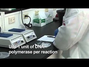 Optimized PCR-based Detection of Mycoplasma