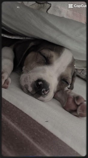 ele n morreu...so sinto saudade dele bebezinho:(