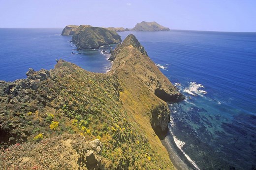 The Animal Life of Channel Islands National Park: A Complete Guide