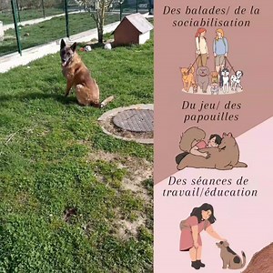 🛟🌊#Unebouteillealamer pour : LUCKY ⚓️⛵️ "Mon beau Lucky, par ce post c'est un SOS, un cri du cœur que nous lançons afin d'espérer que tu puisses enfin rejoindre un foyer.🤞 Commençons par ton arrivée au refuge le 11/01/2021 ou quelques semaines après les fêtes de fin d'année ton ancienne famille a décidé de te remplacer par un jeune chiot et de se débarrasser de toi... Lâchement abandonné sans scrupules, sans une dernière caresse ni même un regard que tu as tant cherché à avoir 😪... C'est tot
