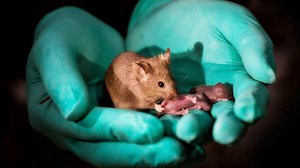 Scientists use stem cells and gene editing to make mice with two mums