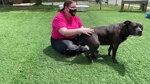 1.2K views · 41 reactions | Adoptable Ladybug should be renamed Lovebug! She loves belly rubs and kisses and would be a perfect lounging partner on your couch. If you like snuggles this is your girl! Watch this sweetie in action below then meet her today by calling 919-560-0640 ext 9! Find out more about her at www.apsofdurham.org/dogs/ladybug/ . . . #durhamadopts #startastoryadopt #dogsofshelters #adoptpurelove #adoptadog #bullcity | The Animal Protection Society of Durham | Facebook