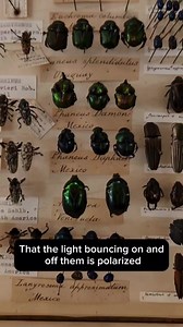 It's National Insect Week! 荒 Share your favourite insect fact below! Our Natural Science curator Clare, is doing a store tour focusing on insects on Thursday - book tickets on our website! This fact was inspired by a discussion on the Curious Cases podcast @thedaraobriain @fryrsquared @bbcradio4 | Leeds Museums and Galleries | Facebook