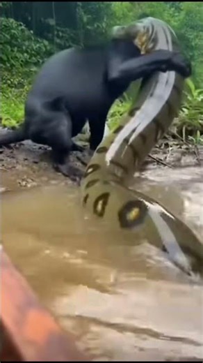 Python hunting for food