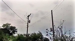 The raining of spiders moment in a Brazil