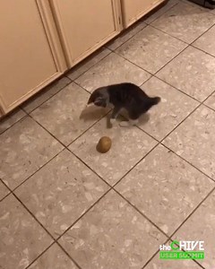 139K views · 957 reactions | I remember my first potato. | theCHIVE | Facebook