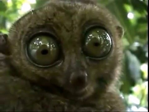 Dramatic tarsero eyes ojos