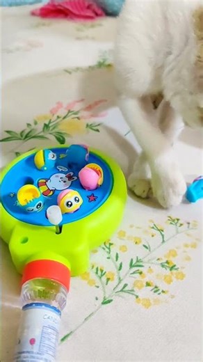 Rescued Kitty vs Spinning Fish Toy 😻🎣#valorant #catvideos #catmemes #kitten #foryou #explore #shorts
