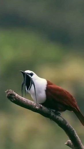 #nature #birds #white bellbird The loudest sound in the world 😱