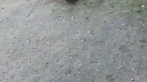 Zozi