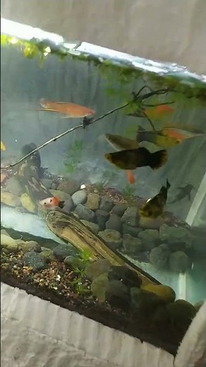 aquascape #aquarium