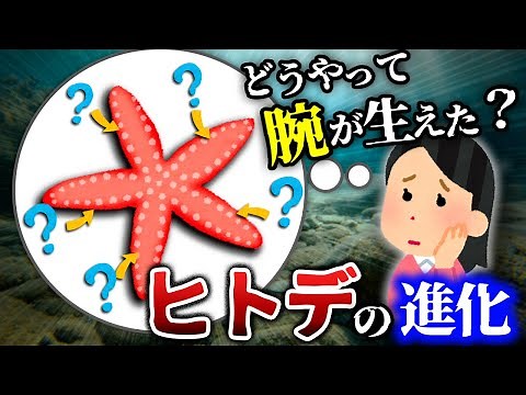 【ゆっくり解説】どのようにして腕を獲得したのか？ヒトデの祖先と進化