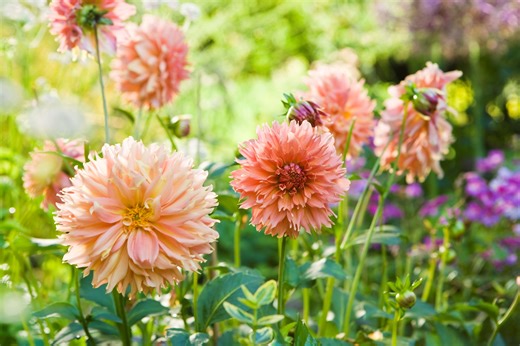 5 Simple Steps to Save Your Dahlia Tubers Over the Winter for Next Year's Garden