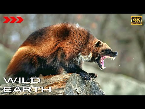 Wolverine - Most ferocious Carcajou Devil in the World [4K] WILD Earth
