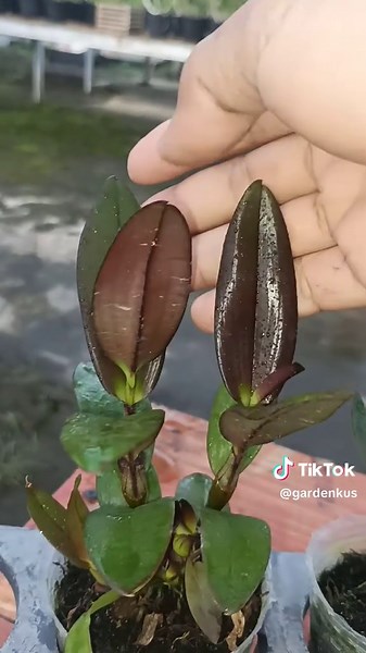 Dendrobium Tiger Twist x Nurjanah Black di Garden Kus Jogja