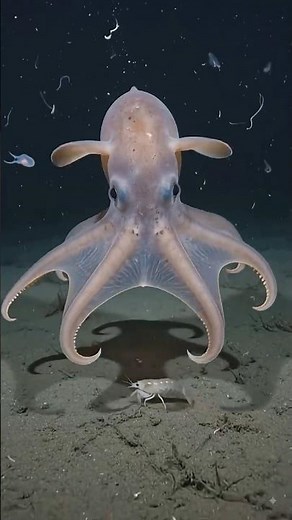 Meet the Dumbo Octopus—one of the deepest-living octopuses on Earth #Ocean #MarineLife #Sea#facts