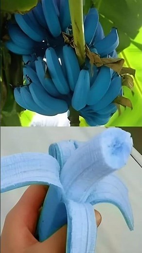 Types Of Bananas #fruit #facts #viral #amazing #top