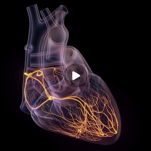 SciePro on Instagram: "Explore the electrical circuitry of the heart in staggering detail with our latest 3D model. This indispensable asset meticulously captures the Sinoatrial Node, Atrioventricular Node, and the Purkinje fibers. Ideal for medical animators and app developers, the model offers a vivid representation of the heart's innate rhythm management system. Amplify your medical projects with an authoritative depiction of cardiac conduction. Link in bio. #3dmodel #medical #HeartConduction