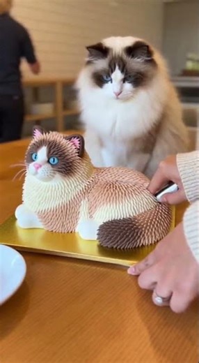 Cutting a Ragdoll cat cake beside a real Ragdoll cat — unexpected reaction