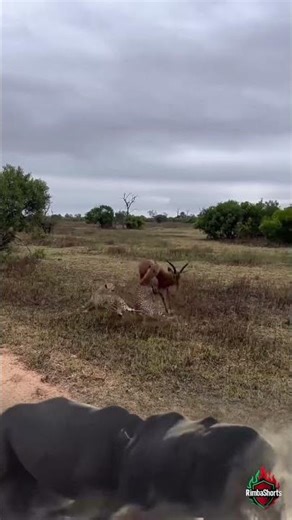 Wild Chaos Erupts: Rhino Battle Heats Up on the Dry Savanna 🦏🔥 #wildlife #lion #animals