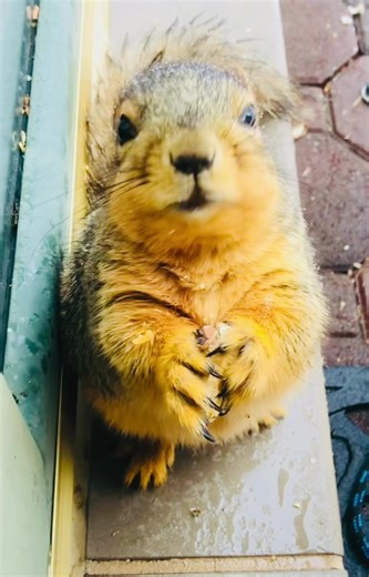 Meet Louie the Squirrel: Your New Favorite Pet