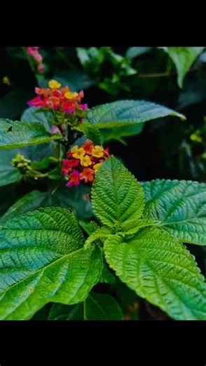 It's all about MAHA UVA TEA FACTORY .❤️❤️ | Ruwan Perera