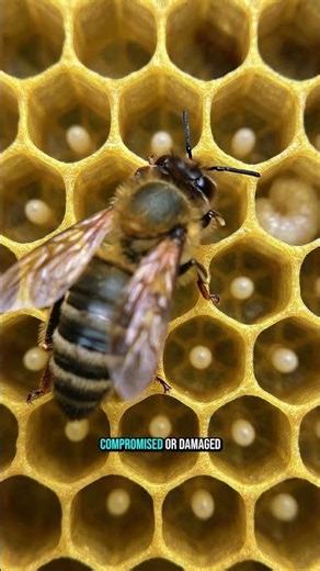 How many eggs can a queen bee lay? #beekeeping #bees #nature