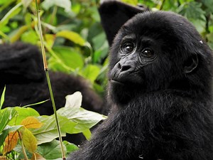 BSc (Hons) Wildlife Conservation with Zoo Biology