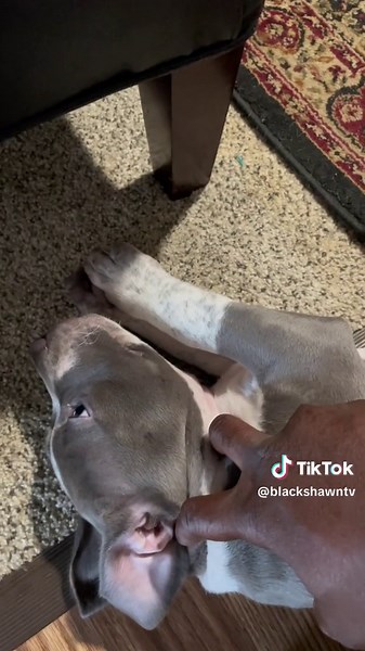 I using some Dog Whispers tricks lol lol lol #dogsoftiktok #puppy #pets #puppytiktok #dogwhisperer