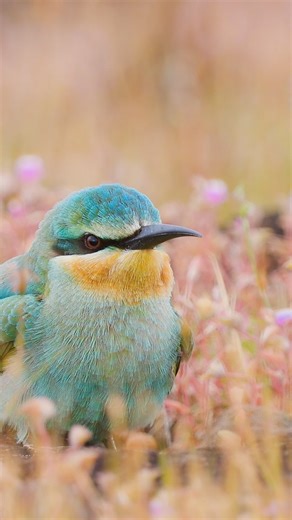 103 reactions · 7 comments | Blue cheeked Bee-eater . #wildlifephotography #natgeoindia #birdphotography #incredibleindia #bird_brilliance #canonasia #best_birds_of_ig | Vishal Jadhav | Facebook
