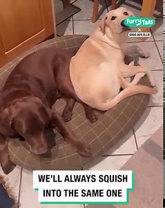 1.8M views · 48K reactions | Dogs are just like children  | Furry Tails | Facebook