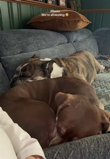 My first babies will meet their little sister so soon! #firsttimemom #pregnantlife #pregnanttiktok #dogsoftiktok #sharingmyjourney