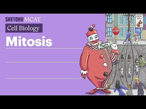 Mitosis: Cell Division & Stages Explained (Full Lesson) | Sketchy MCAT