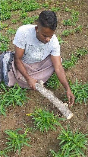 Wooden wedge.. #woodworking #diy #outdoorskills #survivalskills #campinglife #naturallife