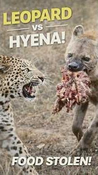The leopard chased off hyenas before securing its kill #wildlife #animals #shorts