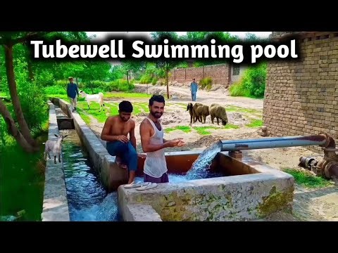 Village Tubewell Bathing & Swimming Pool Fun | Beautiful Village Life Pakistan 🌿💦"