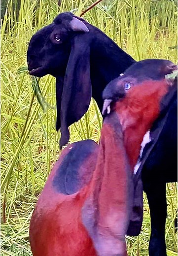 #mashallah😍😍😍😍😍 #goat🐐 #unbantiktokpakistan #trending #unfrezzmyaccount #unbantiktok #🐐👑 #breed #fypシ゚viral #goatfarm #Farming