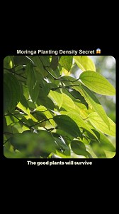 Moringa crop mein density kaisa hona chahiye? moringa planting density India, drumstick spacing per acre, moringa plants per acre, moringa high density farming, drumstick farming spacing guide, moringa yield per acre India, moringa plantation planning, moringa crop management, agritalk moringa farming, agritalk by abhinav #MoringaFarming #DrumstickFarming #PlantingDensity #HighDensityFarming #IndianFarming #CropPlanning #AgriBusiness #KisanLife #CashCropIndia #AgricultureIndia #AgriAwareness #Ag
