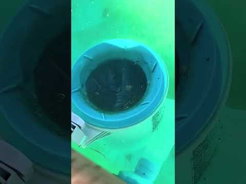 Opening my Coleman 22x52 pool for the summer!