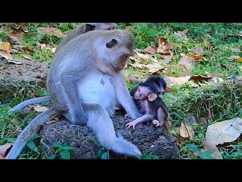 Newborn Baby Monkey First Step With Mom | You Won't How Tiny Baby Monkey Reaction