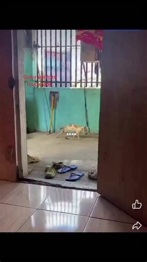 #🇯🇵 Japan is turning foot steps into electricity! using piezoelectric tiles, ‎every step you take generates a small amounts of energy ‎#🇯🇵 Japan is turning foot steps into electricity! using piezoelectric tiles, ‎every step you take generates a small amounts of energy ‎