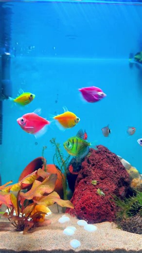 🔴 LIVE 24/7 Glow Widow Tetra ✨ Tiny Fish, BIG Glow😱!! #fish #glowfish #plantedtank