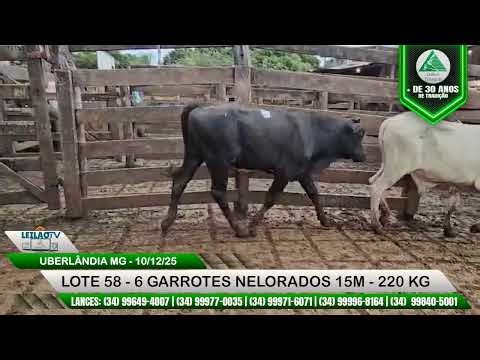 LOTE 58 - 6 GARROTES NELORADOS 15M 220 KG - 290º LEILÕES TRIANGULO - 10/12/25