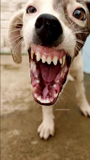 😡 Real Aggressive Puppy Sound | Angry Growling & Barking | The Animal Behavior Studio