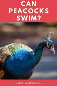 Can Peacocks Swim? (Yes, Video Included) - Chicken & Chicks Info